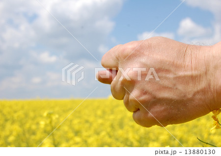Farmer's hand show fig over field 13880130