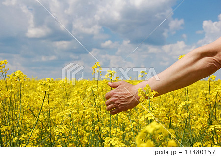 Farmer's hand over harvest of this year 13880157