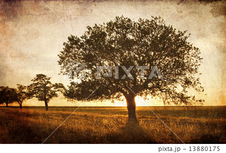 Tree in the summer field Tree in the summer field 13880175