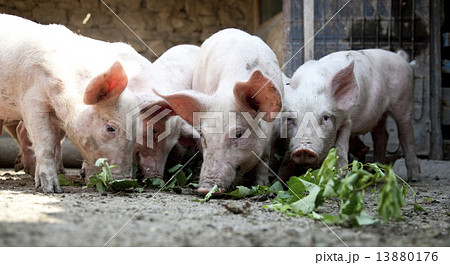 Ukrainian farm pigs Ukrainian farm pigs 13880176