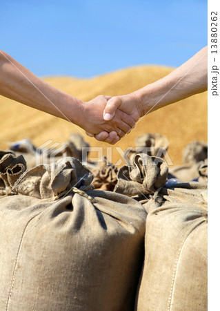 Farmers hands at sack with harvest wheat bakcground. 13880262