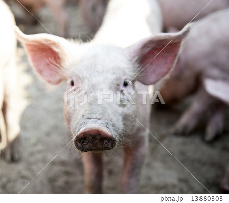 Ukrainian farm pigs 13880303