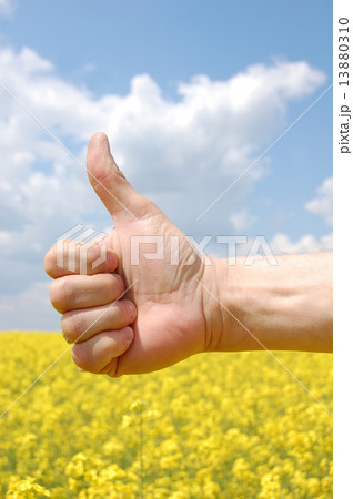 Farmer's hand symbolize this year's harvest 13880310