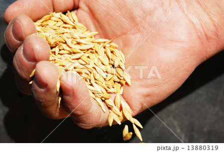 Wheat and hands of the old farmer Wheat and hands of the old farmer 13880319