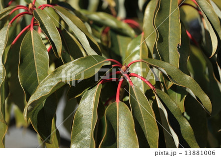 自然　植物　ユズリハ、縁起の良い植物として庭木として植えられいますが、毒性はかなり強いようです 13881006