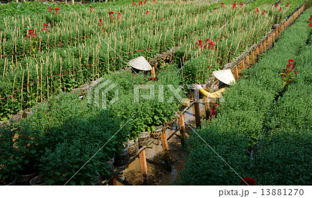 Farmer working on flower farm Farmer working on flower farm 13881270