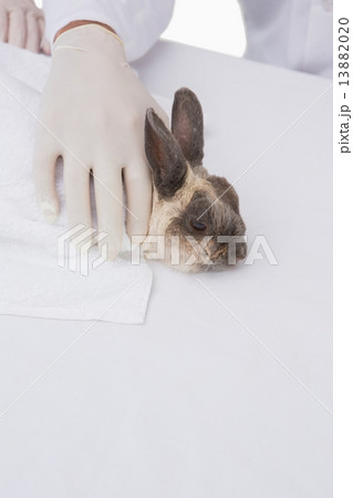 Veterinarian petting a cute rabbit Veterinarian petting a cute rabbit 13882020