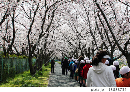 桜のトンネル 13888735