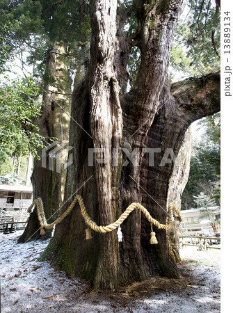 日本一の大杉 13889134