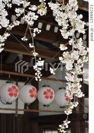 平野神社 桜 平野神社 桜 13889223