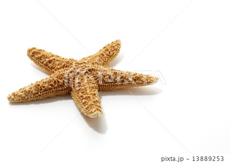 白バックの上のヒトデ 白バックの上のヒトデ 13889253