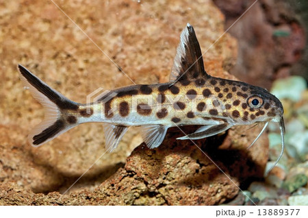 Synodontis Synodontis 13889377