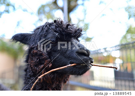 黒アルパカ 日本で２番目に小さな五月山動物園 無料 の写真素材