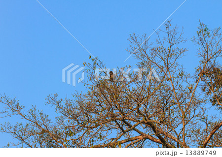 Dusky Langur sitting on tree branch 13889749
