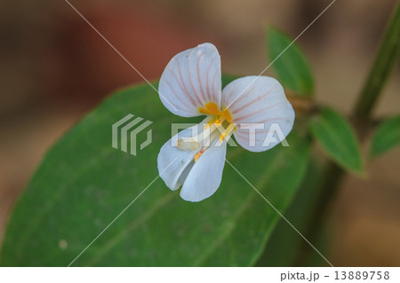 beautiful wild flower in forest beautiful wild flower in forest 13889758
