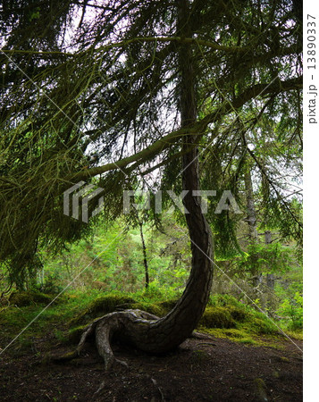 Green forest. Tree with green Leaves 13890337
