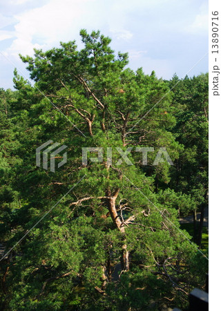 fir tree forest in morning time 13890716