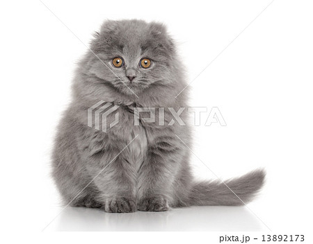 Highland Fold Scottish kitten on white background 13892173