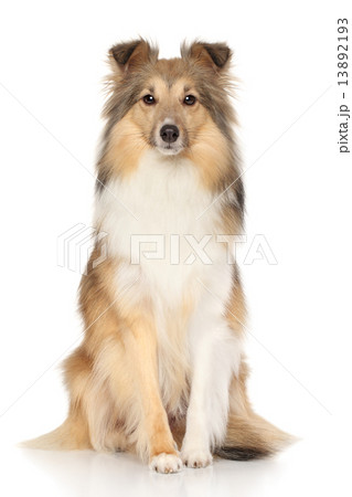 Shetland Sheepdog on white background Shetland Sheepdog on white background 13892193
