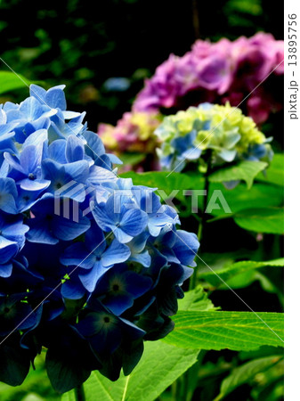 紫陽花 紫陽花 13895756
