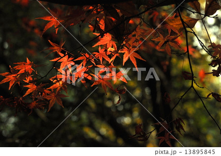 季節の風景(紅葉) 季節の風景(紅葉) 13895845