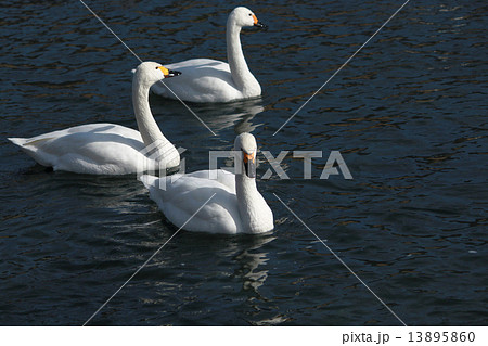 年賀状　酉年　白鳥　カモ 13895860