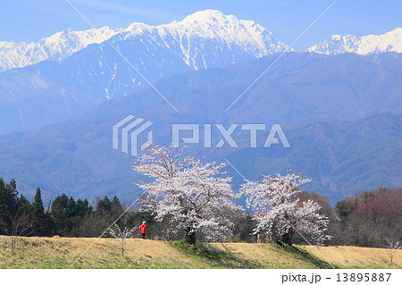 伊那谷に咲くサクラ 13895887