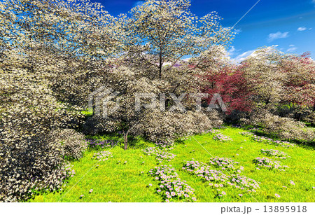 Apple trees blossom in spring 13895918