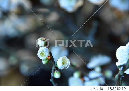 梅の花 13896249