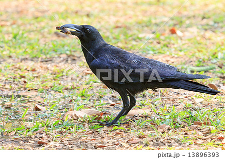 wilderness black crow bird standing on grass field catching some 13896393