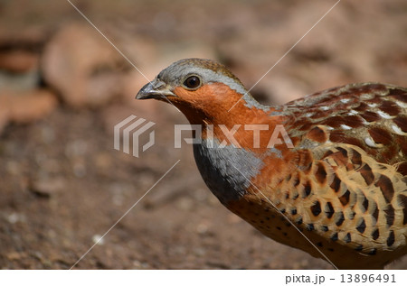 キジ科のコジュケイ 13896491