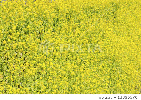 一面の菜の花畑 13896570