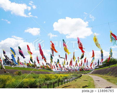 大阪府摂津市の大正川河川敷公園の大空に泳ぐ鯉のぼり 13896765