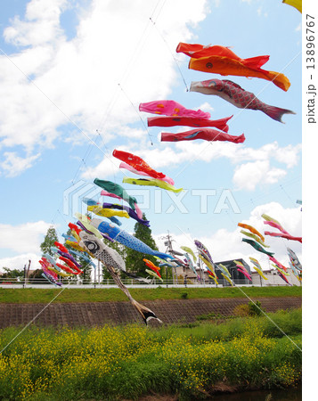 大阪府摂津市の大正川河川敷公園の大空に泳ぐ鯉のぼり 13896767