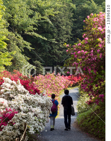 満開のつつじを歩く二人 13896810