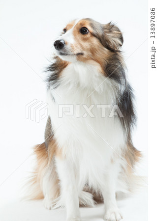 シェルティ•９ヶ月•メス 13897086