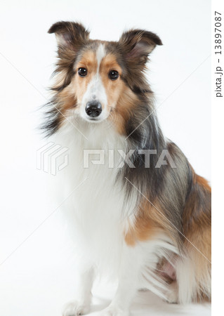 シェルティ•９ヶ月•メス 13897087