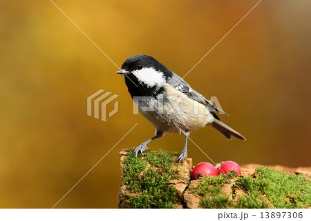 Periparus ater 13897306