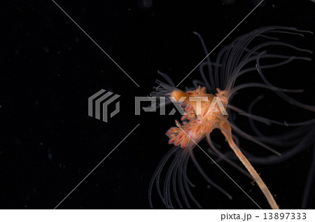 クラゲ クラゲ 13897333