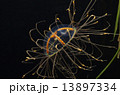 クラゲ 13897334