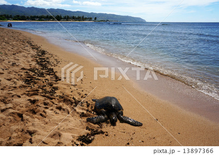 ホヌの甲羅干し ホヌの甲羅干し 13897366