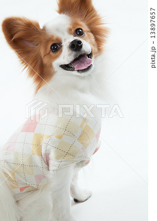 パピオン•5才•メス パピオン•5才•メス 13897657