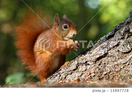 Nice foxy squirrel Nice foxy squirrel 13897728