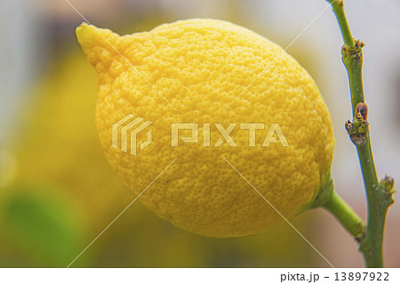 citron at a tree citron at a tree 13897922