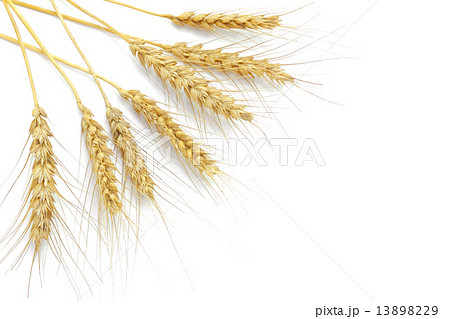 小麦の穂 13898229