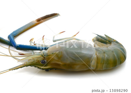 Shrimp 13898290