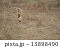 コミミズク 13898490