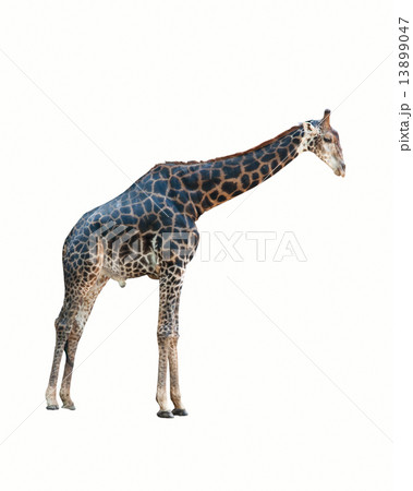 giraffe isolated . 13899047