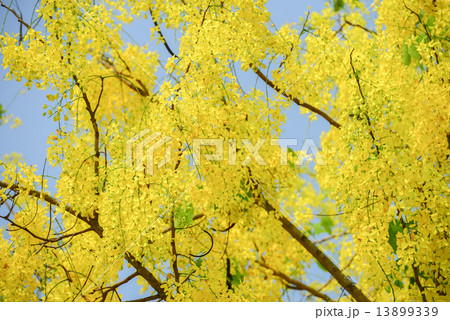 cassia fistula flower cassia fistula flower 13899339