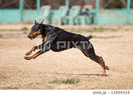 走るドーベルマン 13899458